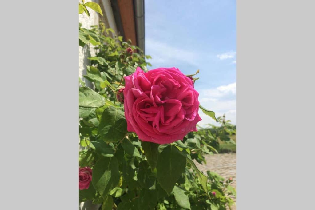 班纳维茨Elegantes Haus Im Dresdner Sueden别墅 外观 照片